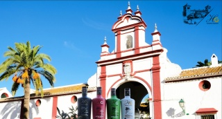 Oliwa Extra 500 ml Limitowana Edycja "500 lat Haciendy Guzman"