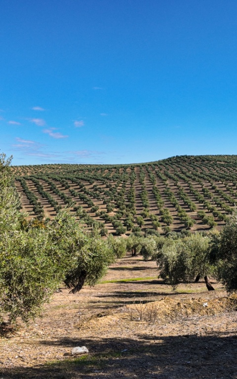 Oliwki 3 kg, Chupadeos, z pestką