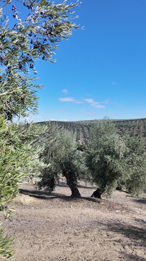 PRZEDSPRZEDAŻ oliwa z pierwszego tłoczenia, Vallejo 5L, Hiszpania, kwasowość <0,17