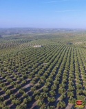 Vallejo, hiszpańska Oliwa Extra Virgin, kwasowość <0,17 odmiana Picual 5L
