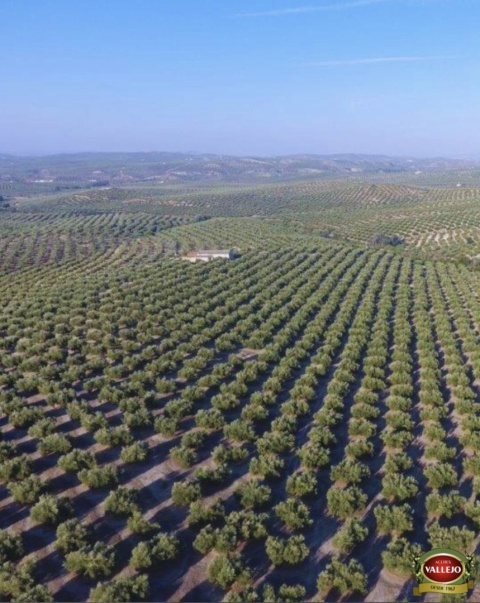 Vallejo, hiszpańska Oliwa Extra Virgin, kwasowość <0,17 odmiana Picual 5L Vallejo, hiszpańska Oliwa Extra Virgin, kwasowość <0,17 odmiana Picual 5L