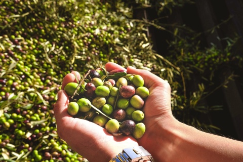 Oliwa Extra Virgin 3L, Andaluzja, opakowanie z kranikiem, butelką gratis