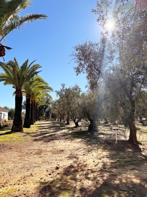 Oliwa Extra Virgin BIO 500ml , Hacienda Guzman, Coupage, Hiszpania