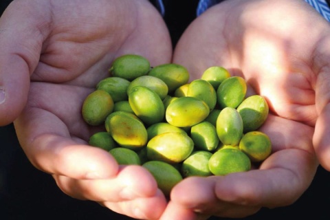 Włoska oliwa Extra Virgin, Ogliarola, 500 ml