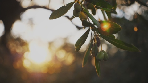 Włoska oliwa Extra Virgin, Ogliarola, 500 ml