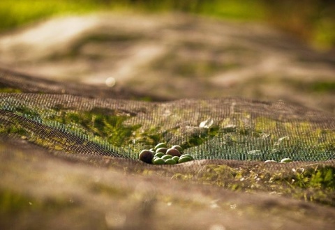 Włoska oliwa Extra Virgin, Ogliarola, 500 ml