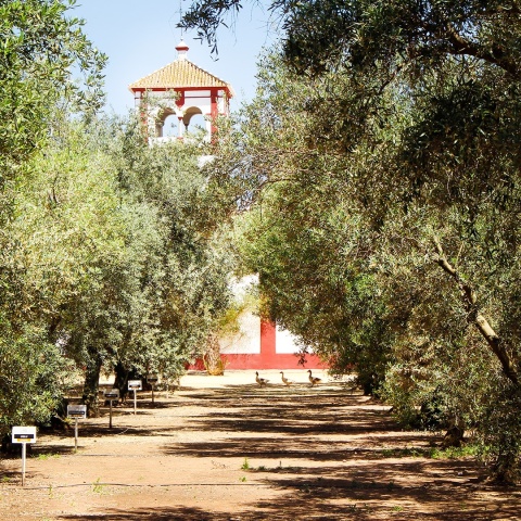 Zestaw prezentowy DWIE OLIWY, Andaluzja