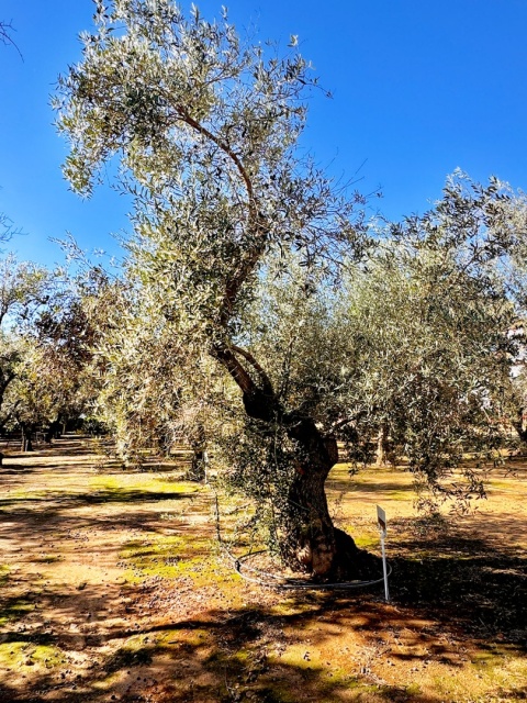 Zestaw prezentowy DWIE OLIWY, Andaluzja